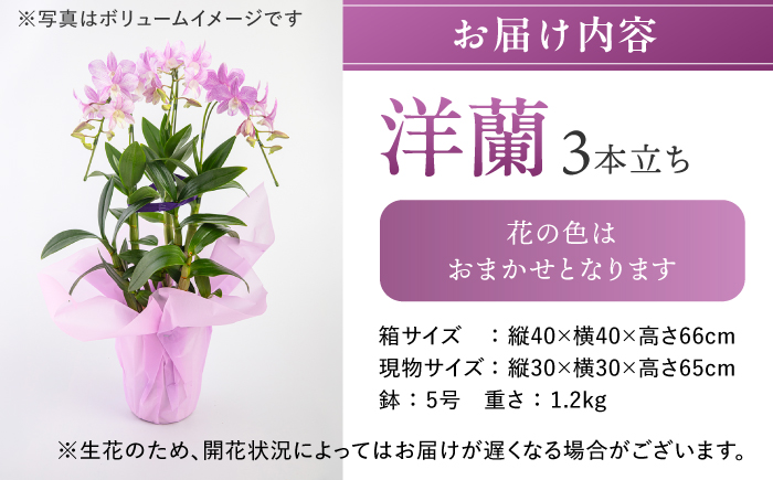 【 30セット 限定 】 デンファレ （ 洋蘭 ） 3本 立ち糸島市 / 和饗エコファーム株式会社蘭 洋蘭 デンファレ 花 インテリア お祝い 贈り物 [AVI004]