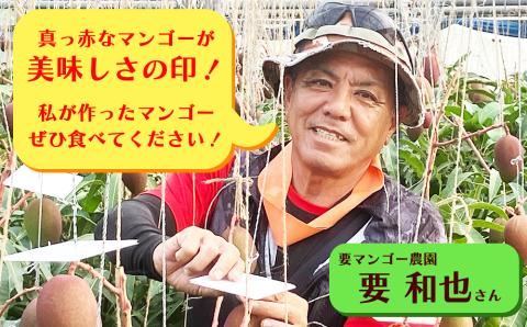 要マンゴー農園の完熟アップルマンゴー【2027年発送】　１kg　２玉～３玉　アップルマンゴー　希少　アーウィン　甘い　完熟　爽やか　マンゴー　沖縄　うるま市　太陽　南国