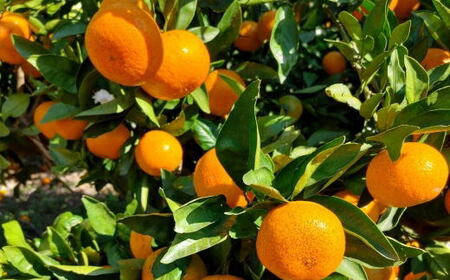 [秀品]和歌山有田みかん6kg(3Lサイズ) ※2024年11月中旬～2025年1月中旬頃に順次発送予定 ふるさと納税 みかん