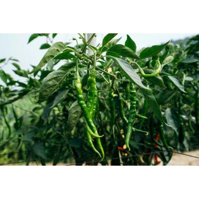 ふるさと納税 美馬市 美馬市特産品「激辛薬味みまから」5個(75g×5) |  | 02