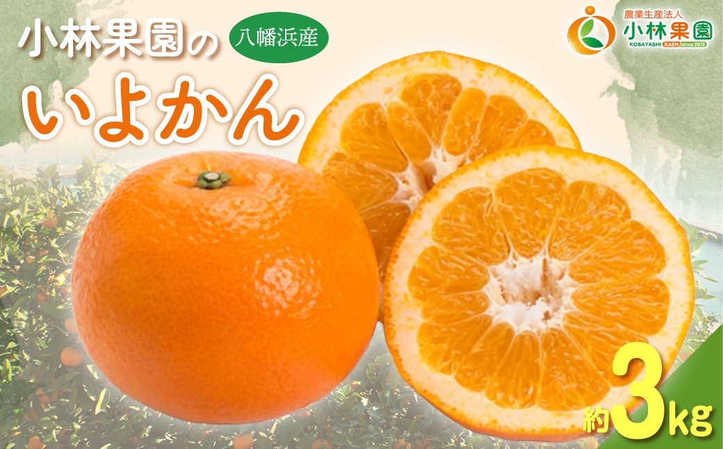 
                  【先行受付】小林果園の宮内いよかん(約3kg)【24-42】ふるさと納税 みかん ミカン  柑橘 柑橘類 フルーツ 果物 くだもの 人気 美味しい 愛媛県 八幡浜 YWTAD033
                