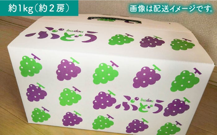 佐賀県白石町で育った甘くておいしいマスカット！