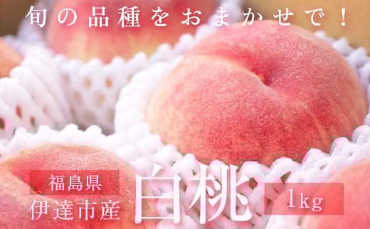 
            旬の桃 伊達市産 どれが届くかお楽しみ白桃 1kg（3～5玉）2025年出荷分 先行予約 2025年7月5日～2025年9月15日出荷 伊達の桃 桃 もも モモ 名産品 果物 くだもの フルーツ 国産 産地直送 F20C-946
          
