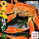 【ふるさと納税】 [冷蔵便] ≪浜茹で≫越前がに 大サイズ × 1杯（生で0.9〜1.1kg）GIタグ付き 正真正銘の越前がに！【雄 ズワイガニ ずわいがに 姿 ボイル 冷蔵 福井県】【11月発送分】希望日指定可 備考欄に希望日をご記入ください [e22-x007_11]