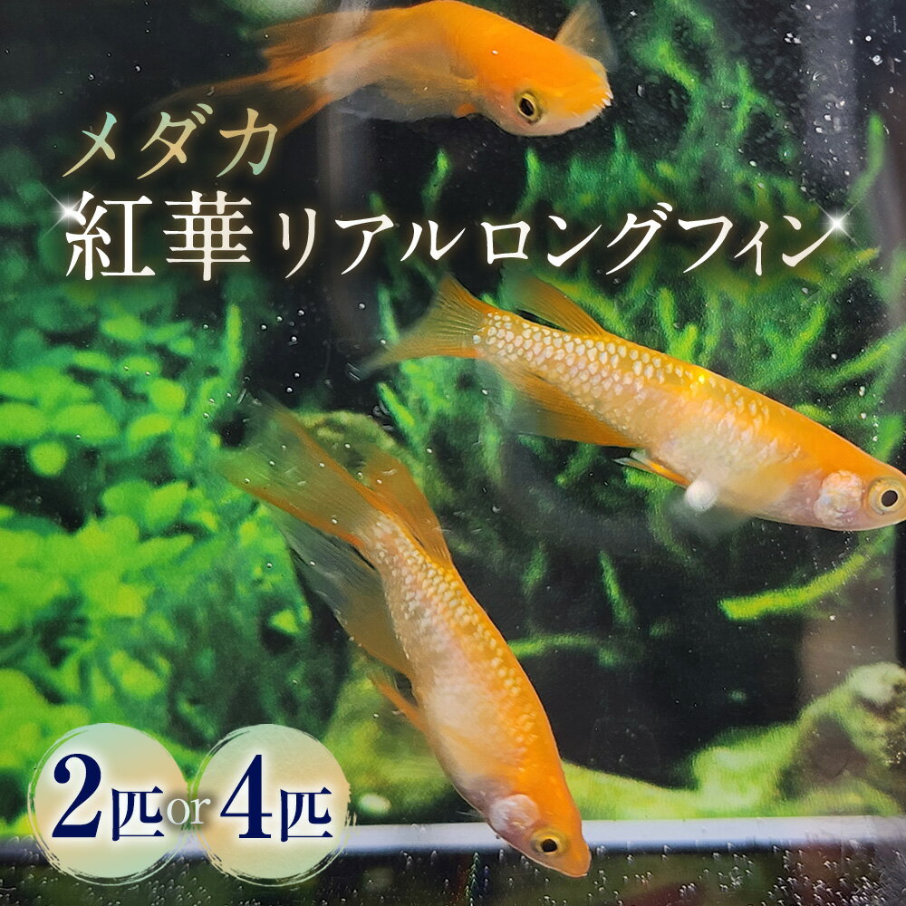 【ふるさと納税】＜選べる匹数＞メダカ【紅華リアルロングフィン】 1ペア 2匹 / 2ペア 4匹 生体 メダカ めだか 観賞魚 さかな 魚 飼育 ペット 山梨県 中央市 送料無料