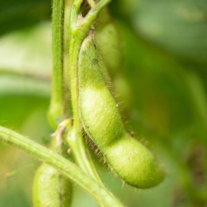 先行予約【令和6年10月以降お届け】丹波篠山市産「丹波黒」枝豆 500g2袋 冷凍 BA54