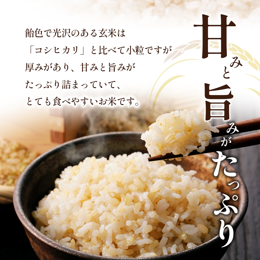 「食卓応援品」令和7年産「ヒノヒカリ」10kg（玄米） お米 10kg