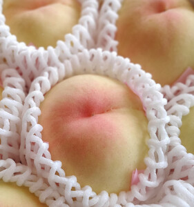 岡山市産 清水白桃 ご家庭用 大玉3玉 ＜2026年7月上旬～8月下旬頃出荷＞