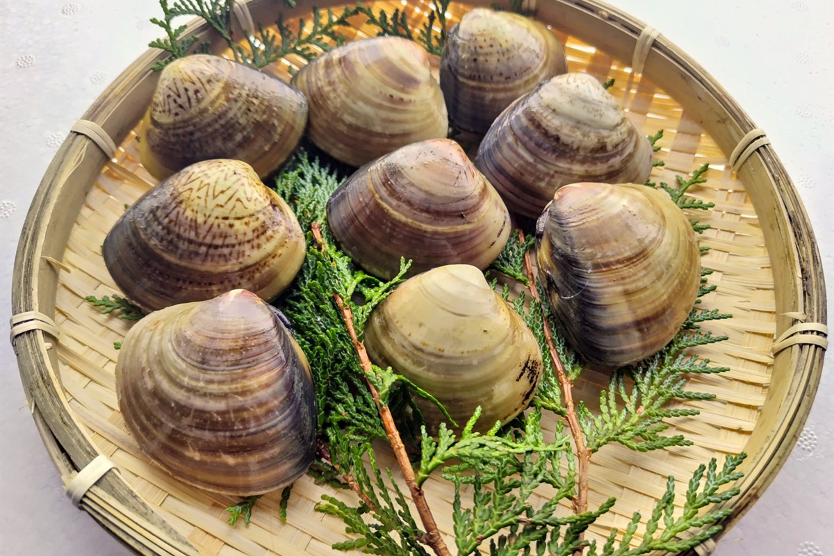 畜養活はまぐり 3kg