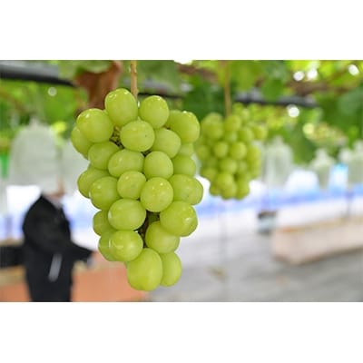【2025年　秋発送分】～シャインマスカット～　約600g　Domaine MARUTA【配送不可地域：離島】