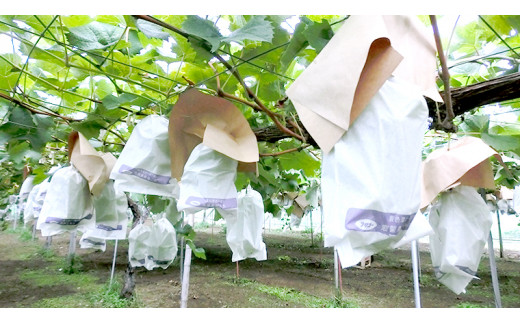  巨峰 約2kg (桜川市・石岡市共通返礼品） 2026年8月下旬発送開始  開田ぶどう園 産地直送 フルーツ 甘い 直送 茨城 限定 ぶどう 巨峰 果物 [DO002sa]