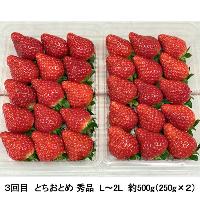 【定期便3回】秋から始まる！山形もぐもぐフルーツ定期便 