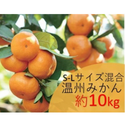 
                  温州みかん　約10kg　S-Lサイズ混合　まつもと農園の和歌山県産みかん【1489600】
                