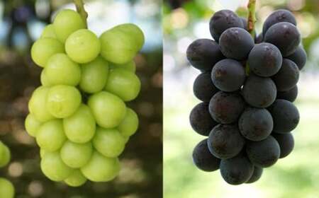 シャインマスカットと旬のぶどう 詰め合わせ 各1房 約900g［小布施屋］ 食べ比べ 果物 詰合せ セット フルーツ ぶどう 詰合せ 数量限定 長野県産 信州産 2種 くだもの フルーツセット おまか