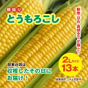 【ふるさと納税】★先行予約★【2025年6月下旬~8月中旬発送予定】【関東近郊は収穫したその日にお届け!】 鮮度・甘み・食感 全てが極上! 農業歴30年以上の農家のこだわりが詰まった 朝採り とうもろこし 2L 13本 約5kg / 石橋農園 とうもろこし トウモロコシ SMCF001