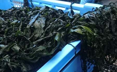 三陸山田 寅丸水産の海藻セット【配送日指定不可】YD-509