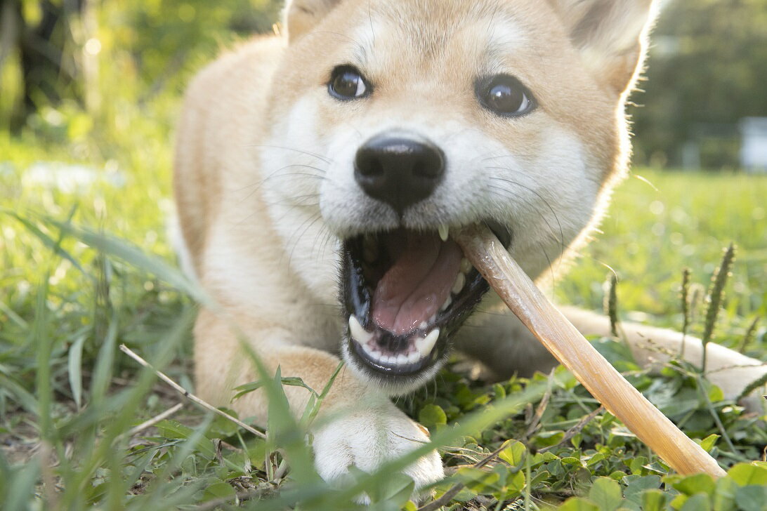 わんdeereフルセット