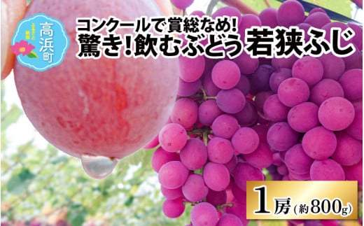 【先行予約】【数量・期間限定】受賞歴多数！飲むぶどう 若狭ふじ 1房(約800g) 【贈答用にもおすすめ】≪2025年8月中旬より順次発送≫送料無料