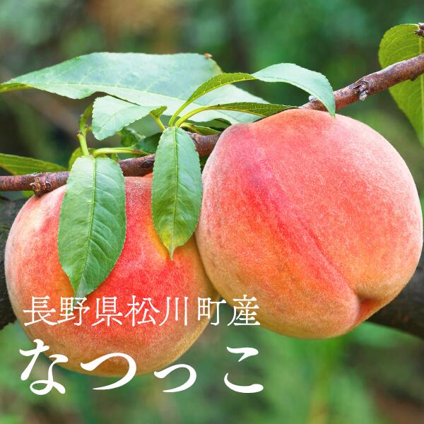 【ふるさと納税】桃 なつっこ 2.5kg or 4kg以上 長野県松川町産／8月上旬～8月中旬ごろ発送／長野県 南信州 松川町 モモ 贈答 産地直送 新鮮 約3kg 約5kg