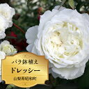 【ふるさと納税】 ふるさと納税 バラ鉢植え ローズ 薔薇 バラ ガーデニング 花 フラワー 敬老の日 卒入学祝い 新築祝い 記念日 お祝い ギフト プレゼント 贈り物 山梨県 昭和町 母の日 送料無料 バラ鉢植え「ドレッシー」 SWBD003
