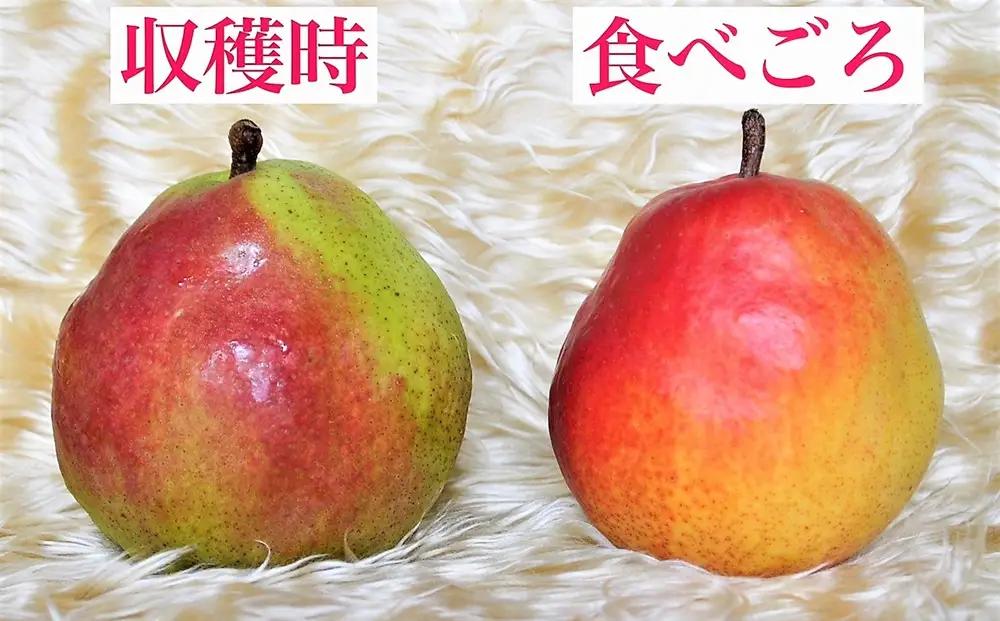西洋梨（カリフォルニア）５ｋｇ　0047-2609