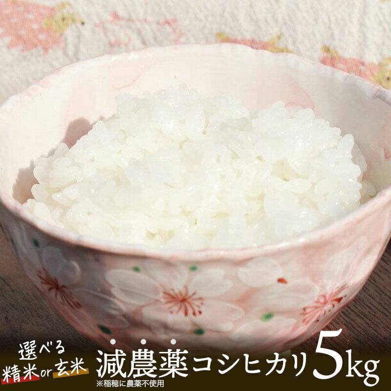 【ふるさと納税】 令和7年産 新米 減農薬栽培米 コシヒカリ5kg （ 精米 / 玄米 ）【 こしひかり 白米 玄米 お米 米 こめ 農家直送 国産 ごはん ご飯 白飯 ゴハン ふるさと おすすめ 5キロ 選べる 京都 綾部 】