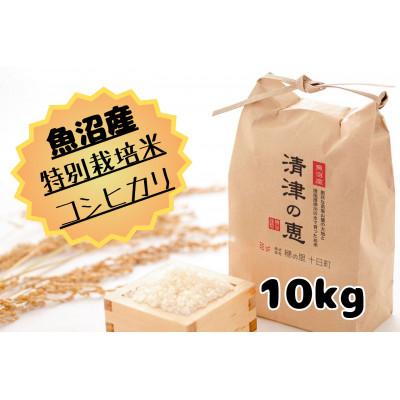 ふるさと納税 十日町市 令和7年産【10月発送開始】魚沼産特別栽培米コシヒカリ〈清津の恵〉10Kg(5kg×2袋)