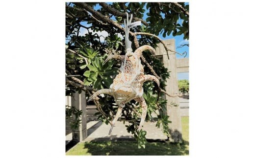 
魔除けの貝　スイジガイ
