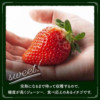 【令和9年発送】大粒さがほのか9~12粒入×2パック 【 国産 イチゴ 苺 果物 くだもの 期間限定 数量限定 】[B04603] 大粒さがほのか9~12粒入×2パック
