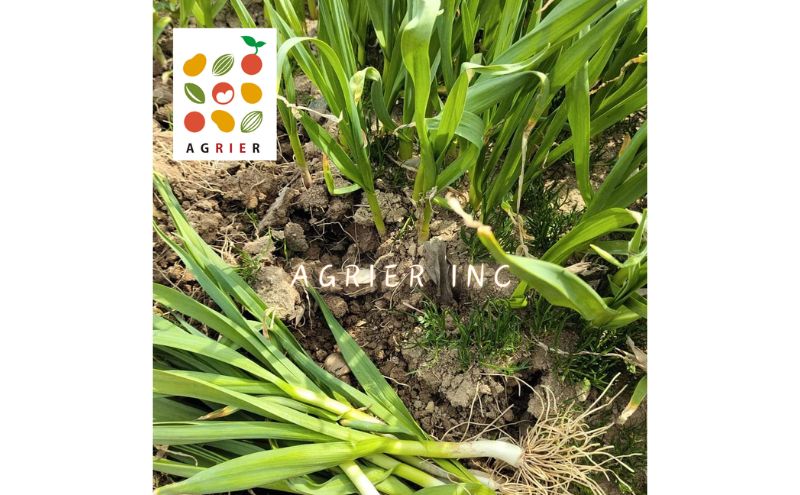 【 2026年 発送 】 先行予約 北海道 上富良野町 産 葉 にんにく 約300g×2パック 計600g 産地直送 希少 香味 野菜 薬味 葉にんにく ニンニク 