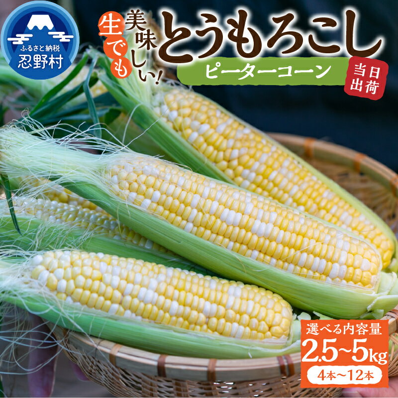 【ふるさと納税】 《先行予約》 とうもろこし ピーターコーン 2.5kg(4～6本入） 5kg(10～12本) 朝採れ 人気 とうきび 野菜 お取り寄せ スイートコーン 産地直送 農家直送 直送 新鮮 贈り物 贈答 自宅用 食用 送料無料 山梨県 忍野村 ※沖縄県、離島不可