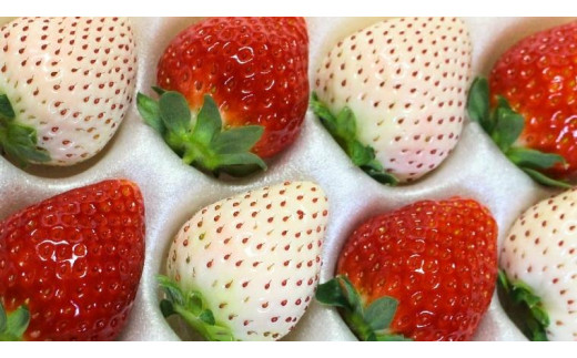 《 2026年１２月 収穫分 》 朝摘み 初物 紅白いちご 約260g×2パック (茨城県共通返礼品 常陸太田市) 先行予約 檜山いちご園 国産 朝採り 朝採れ 大粒 いちご イチゴ 苺 くだもの 果