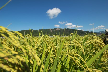 《令和5年産》新嘗祭皇室献上米農家が作った「にこまる(白米)」5kg