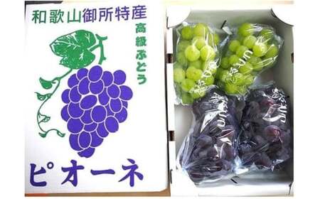 ピオーネ＆瀬戸ジャイアンツ 約2.6kg ★食べ比べ★【2026年8月下旬～2026年9月上旬頃順次発送】【A237-frks133】