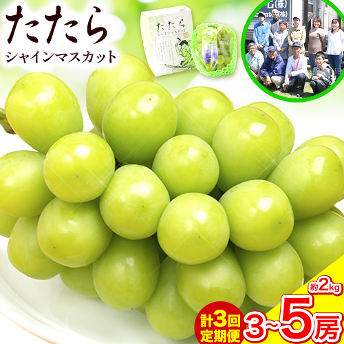 【2025年度産先行予約】 【3回定期便】マスカット シャインマスカット 約2kg(3~5房)《8月下旬-10月下旬頃出荷》たたらみねらる ギフト 糖度18度以上 フルーツ 種無し ぶどう 葡 Y&G．ディストリビューター 岡山県 笠岡市 定期便---Y-05---