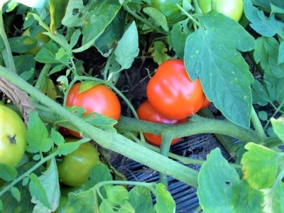 無塩トマトジュース 山形代表 完熟とまと160g×20本