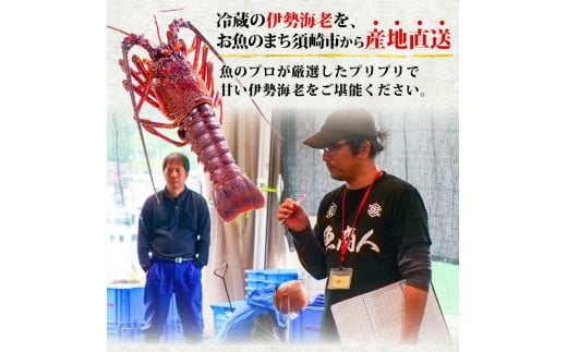 伊勢海老 500g以上 イセエビ 伊勢エビ 海老 エビ ギフト 贈答 贈り物 天然 魚介 海の幸 鮮魚 刺身 刺し身 お造り 姿造り 焼き物 汁物 味噌汁 鍋 冷蔵 高級 高知県 須崎市 GK015 