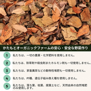 甘～い そら豆 2kg かたもとオーガニックファーム