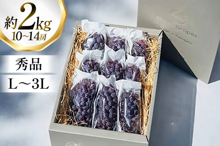 【期間限定発送】 ぶどう デラウェア 10～14房 約 2kg 朝採れ [oboco grapes 山形県 高畠町 tk06ayt250007] 個包装 種無し ブドウ 葡萄 くだもの 果物 フルーツ