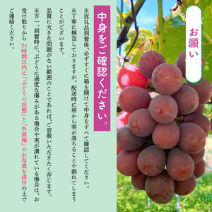 ぶどう 約2.7kg 4～5房 ぶどう ぶどう ぶどう ぶどう ぶどう