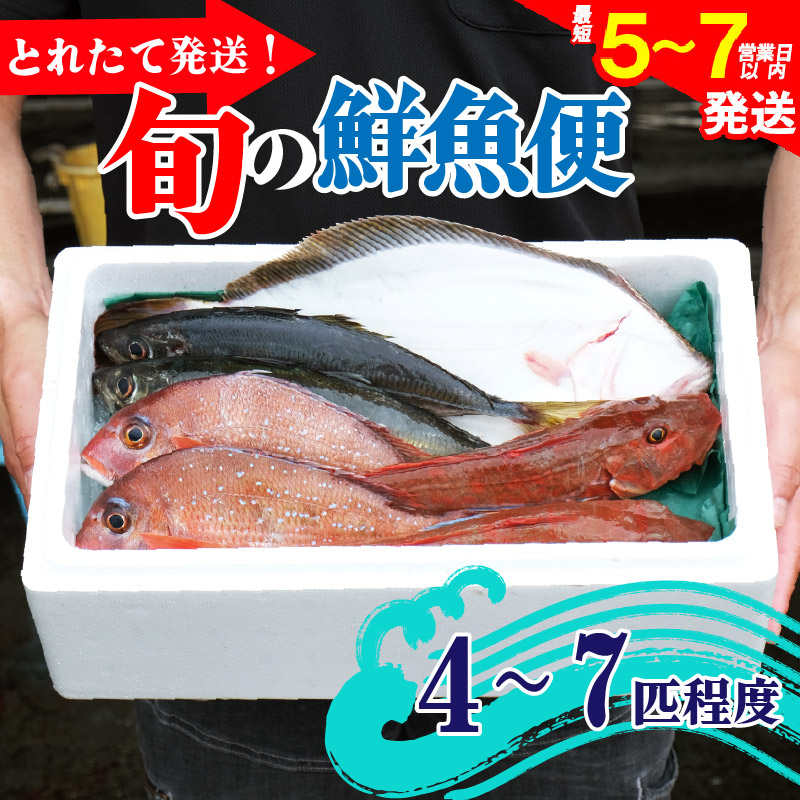 鮮魚 旬 獲れたて セット 4～7匹 鮮魚便 海鮮 魚貝類 魚介類 鮮魚 旬 獲れたて セット 詰め合わせ さかな おさかな 魚 海の幸 福袋 FISH ごはん 夕飯 おかず 今が旬 刺身 刺し身 おつまみ 晩酌 米 丼 三陸産 岩手県 大船渡市