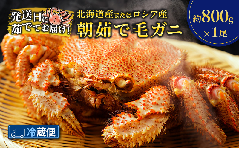 ［冷蔵便］茹でたて直送！北海道産 または ロシア産 朝茹で毛ガニ 約800g×1尾【 かに カニ 蟹 幕別町 北海道 毛蟹 毛ガニ 海鮮 魚介 海の幸 海産物 冷蔵 】