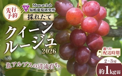 
            【先行予約】2026 クイーンルージュ®　2房～3房　約1キロ弱 【選べる配送時期】 長野県産　国際特許有機肥料栽培｜ 果物 ぶどう フルーツ  大粒  人気 おすすめ 葡萄  ギフト 送料無料 長野県 大町市
          