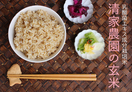 【令和7年産】清家農園 錦米（にこまる）玄米3kg【特別栽培・農薬不使用】 玄米