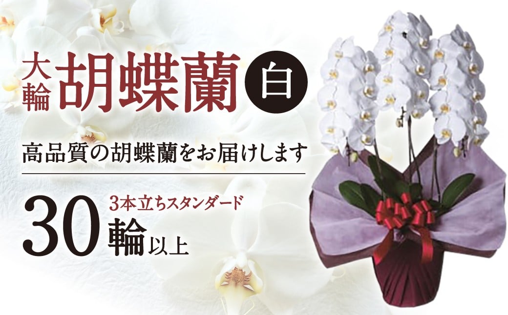 
H05 大輪胡蝶蘭 白 3本立ち　スタンダードタイプ　綾羽株式会社
