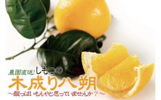 八朔 はっさく 訳あり 約6kg｜和歌山県和歌山市産 ご家庭用 柑橘フルーツ【2026年先行予約】甘酸っぱくて爽やか！見た目は訳ありでも味は絶品！3月下旬～４月下旬頃出荷予定（サイズ不選別）［Mg20］