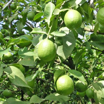 ふるさと納税 松山市 希望の島 レモン 3kg 愛媛 中島産 |  | 01