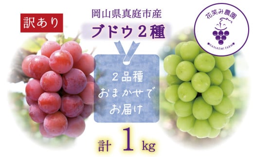【2025年先行予約】 ぶどう 岡山 訳あり 花笑み農園の ぶどうおまかせ2種 （1kg） 農園厳選 hana49. / ぶどう ブドウ 葡萄 シャインマスカット ピオーネ クイーンニーナ オーロラブラック 瀬戸ジャイアンツ 翠峰 BKシードレス マスカサーティーン マスカットノワール 雄宝 マイハート 先行予約 フルーツ 果物 真庭市