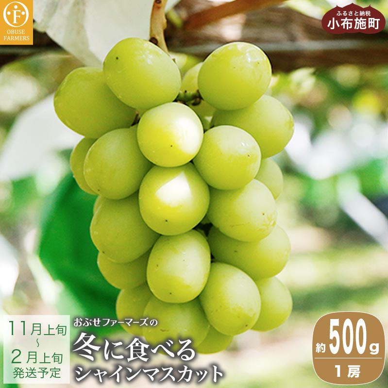 冬に食べるシャインマスカット 約500g 1房 ［ おぶせファーマーズ ］ぶどう ブドウ 葡萄 フルーツ 果物 くだもの 長野 信州 1万円以下 【2025年11月上旬～2026年2月上旬発送】