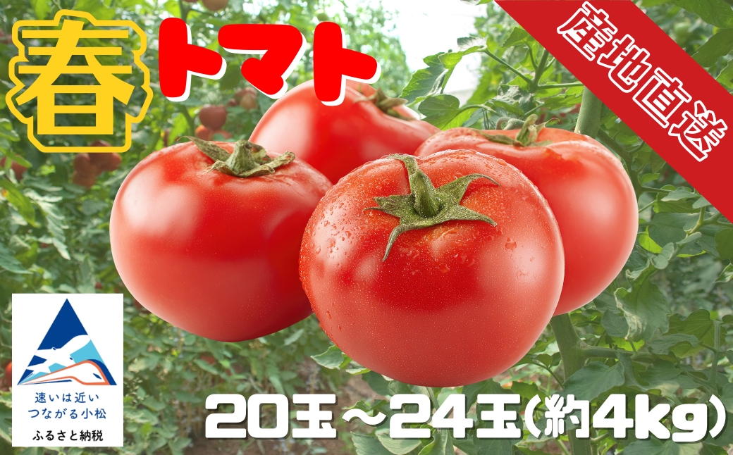 春トマト 約4kg（20玉～24玉） 小松産 野菜 春とまと | 石川県 小松市【JAあぐり】
